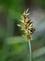 花序部分