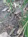 株の根元長い鞘に包まれる
