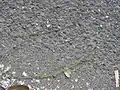 花序の上部の様子
