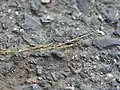花序の上端頂生の雄小穂は細長い