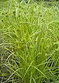 とてもよく育ったものベルリンの植物園