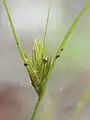 花序の様子