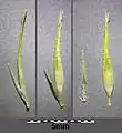 やや成熟した果包