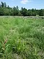 乾出した池での生育例同