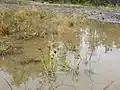 半ば水に浸かって生育している様子