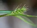 側小穂先端にわずかに雄花部がある