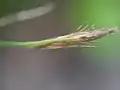 頂小穂は雄性
