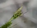 花序の先端部分