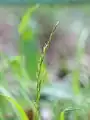 花序の上半部