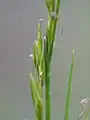 雌小穂の拡大像