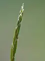 雄小穂