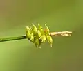 小穂の拡大像