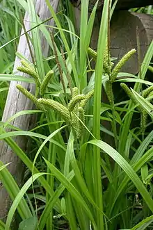 ミヤマシラスゲ(カヤツリグサ科スゲ属）総状花序で頂小穂は雄性、側小穂は雌性