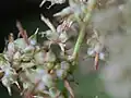 小穂の柄の基部に膨らんだ前葉が見える