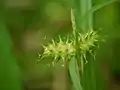 穂の拡大像