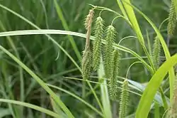 Carex dimorpholepis