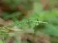 小穂の拡大