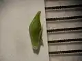 果胞と雌花鱗片