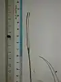 花茎の上部