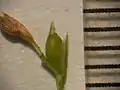 果胞