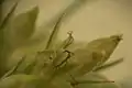 雌小穂の様子