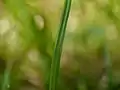 葉の表面中肋の両側に1本ずつ強く隆起した脈がある。