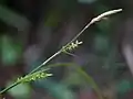 花序の先端部分