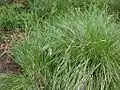 渓流沿いの大株