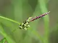 穂の様子