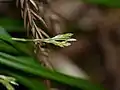 花序の先端部