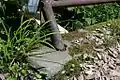 花柄を伸ばした株
