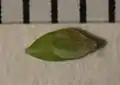 果胞と雌花鱗片