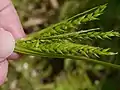花序の先端部・雄小穂と雌小穂