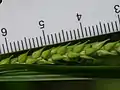 果胞の大きさを示す