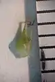 果胞と雌花鱗片