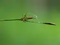 花茎先端部、雄小穂と雌小穂