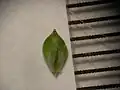 果胞と雌花鱗片