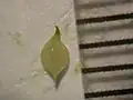 若い果実