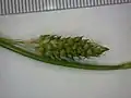 雌小穂
