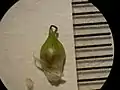 果胞これは白くない