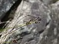 穂の先端部分