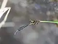花序の拡大像