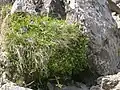 生育状況、ここではサツキと一緒に生えている