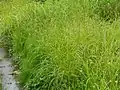 少し寄る太い穂が垂れているのはゴウソ