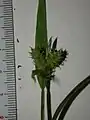 花序の拡大像
