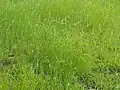 河川敷の群生地ネズミムギなども見える