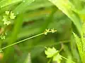 カワズスゲ