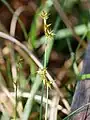 頂小穂では雄花部が大きい