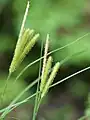 花茎の先端近く、雄小穂と上位の雌小穂