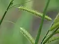 下方の雌小穂